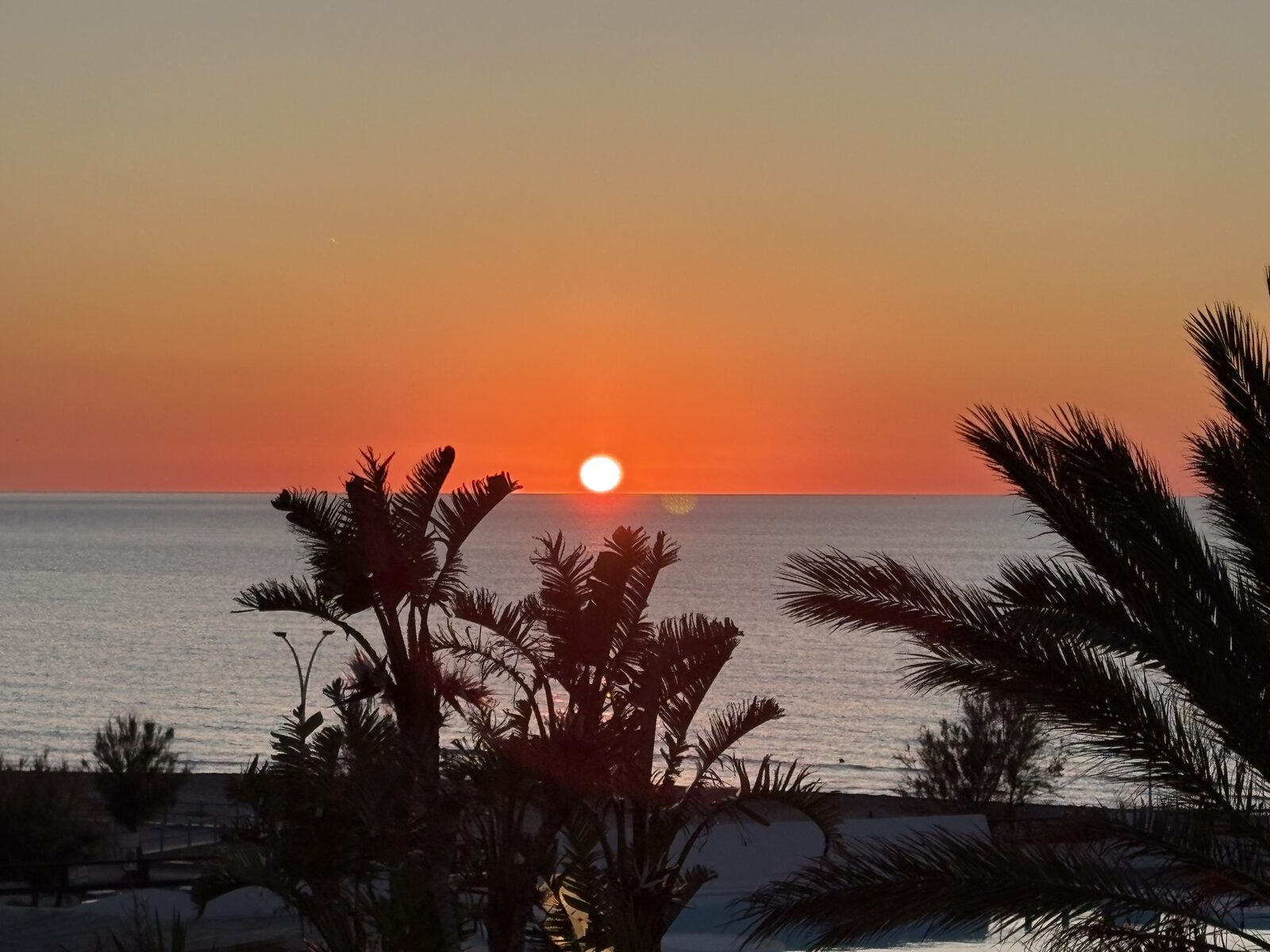 Sunrise over palm trees in Palermo